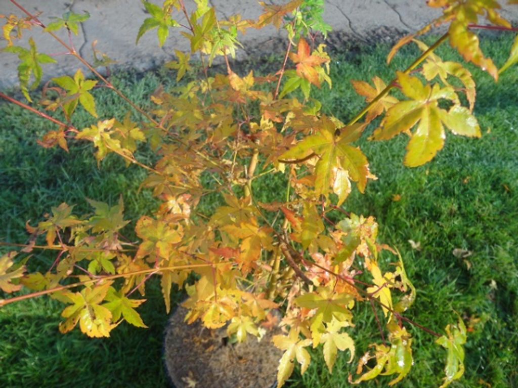 Ahorn palmatum Bi-hoo - Japanischer Fächerahorn Bi-hoo - 40-60