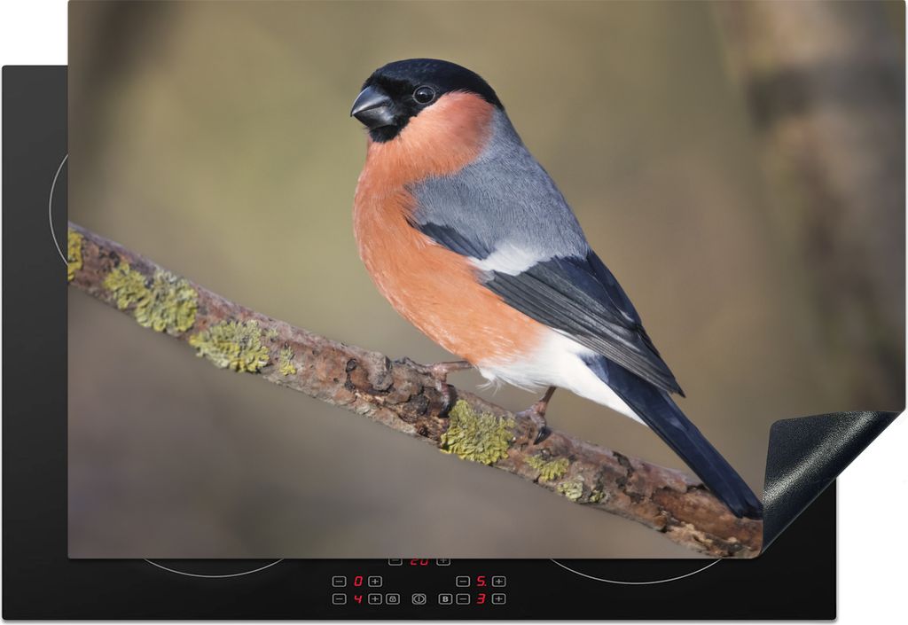 KitchenYeah Herdabdeckplatte Ein bunter Stieglitz sitzt auf einem Zweig im Vereinigten Königreich , 78x52cm, Küche Deko, Glaskeramikfeld Herdab...