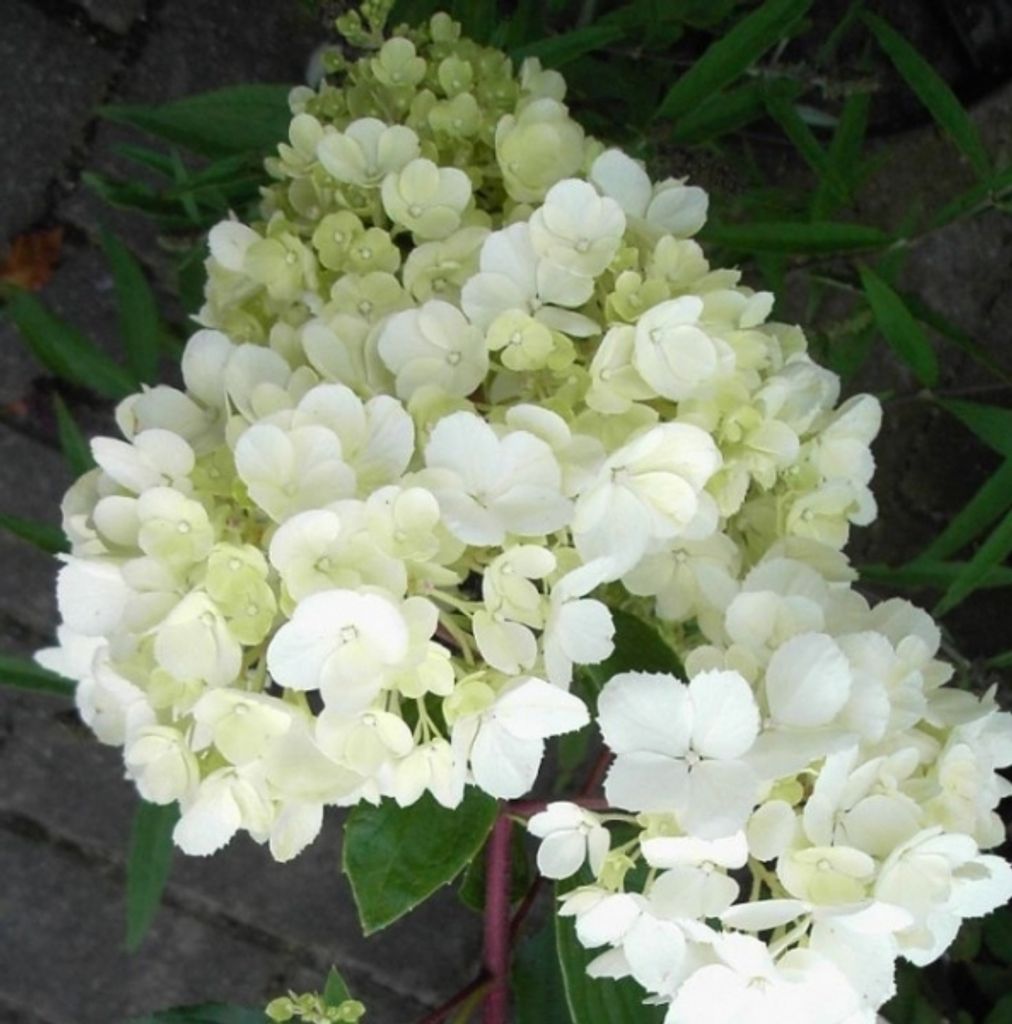 Rispenhortensie Vanille Fraise - Hydrangea paniculata Vanille Fraise - 60-80cm