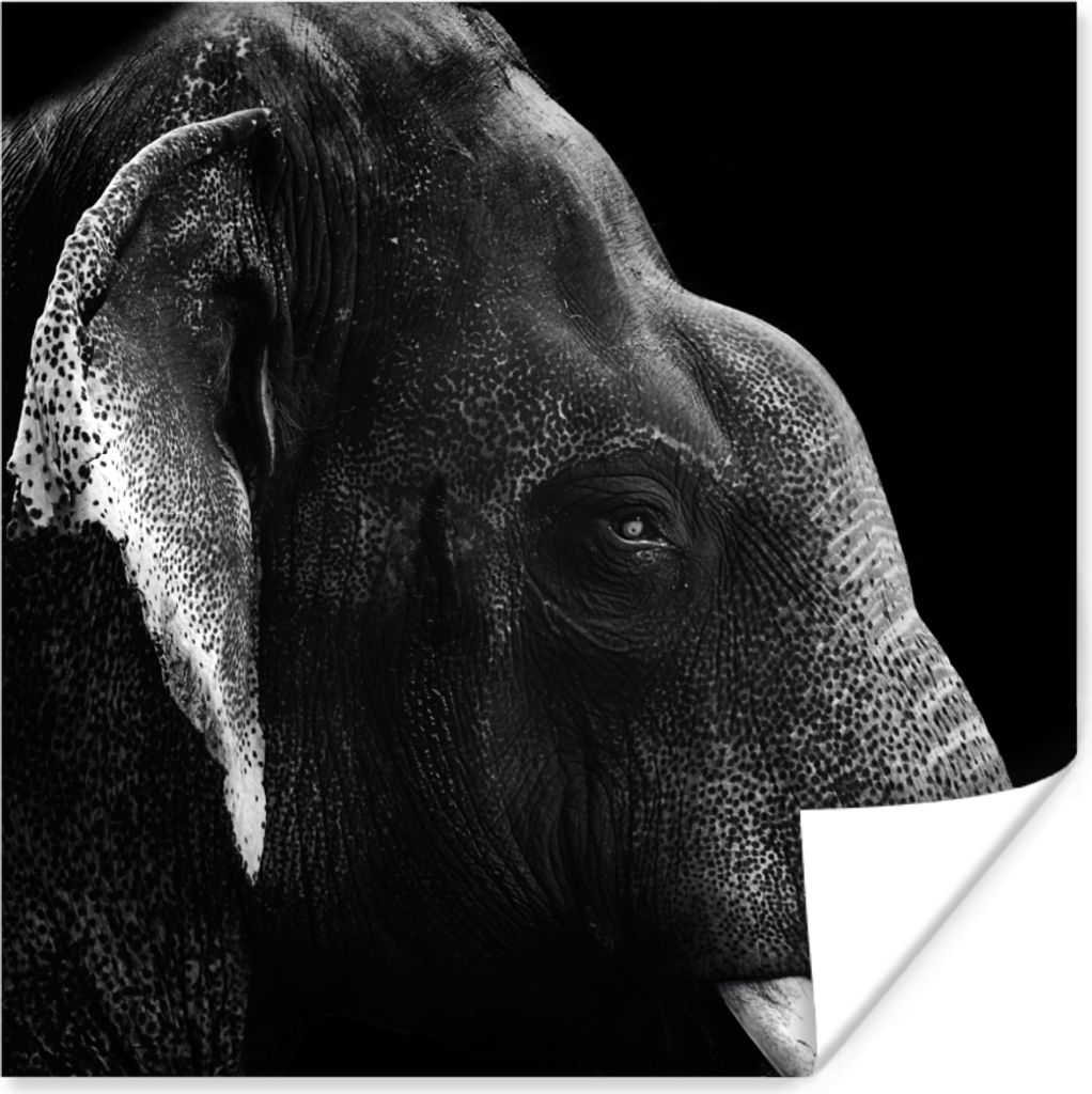 MuchoWow Poster Elefant auf schwarzem Hintergrund in schwarz und weiß 75x75 cm - Wand Dekoration