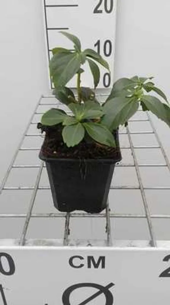 12 Pachysandra terminalis - Couvre-sol persistant en pots de 9x9 cm - 3