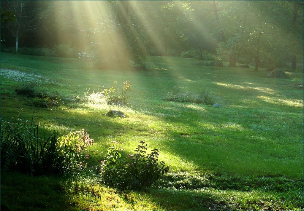 Wallario Fototapete Vliestapete, seidenmatte Oberfläche, einfache Verarbeitung, Größe 200 x 140 cm, Motiv Sonnenstrahlen im Wald