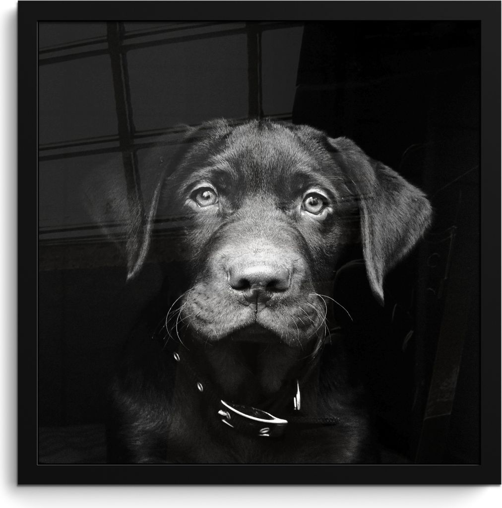 MuchoWow MuchoWow Gerahmtes Poster Tierprofil Hund in schwarz und weiß 40x40 cm - Poster mit zchwarzem Bilderrahmen - Mit Rahmen - Wanddekorat...