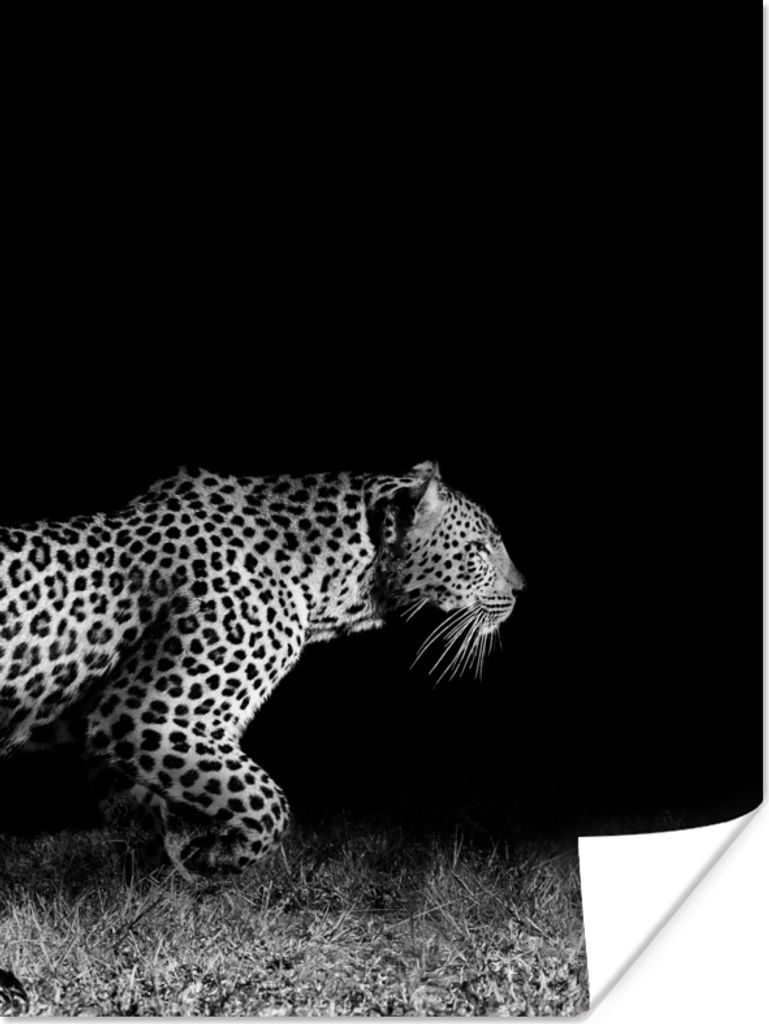 MuchoWow Poster Wildtiere - Leopard - Gras - Schwarz - Weiß 120x160 cm - Wandbilder