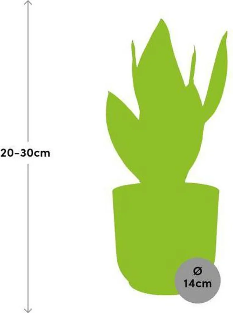 Plante Increvable Sansevieria Futura : Idéal Débutant sans Lumière