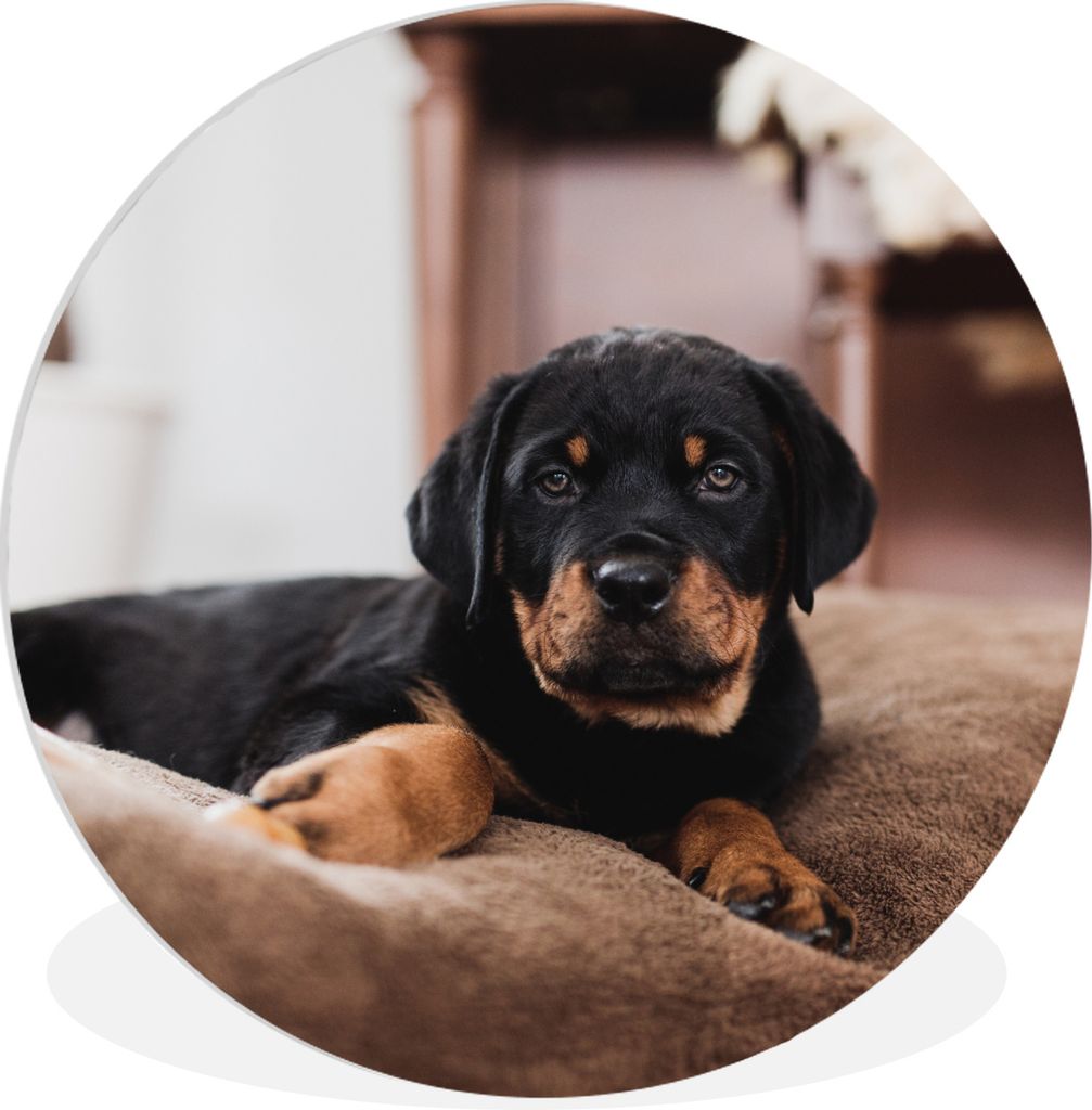 MuchoWow Rundes Wandbild - Runde Bilder Rottweiler-Welpe liegt auf einem weichen Kopfkissen Ø 30 cm Kreis Wanddekoration Kunststoff - Wandkreis ...