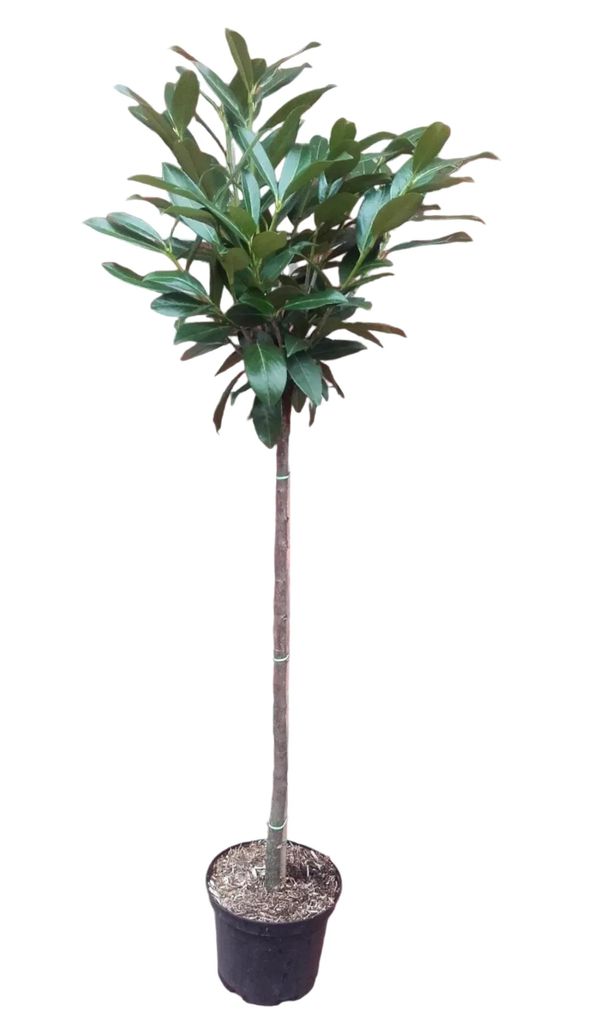 Prunus laurocerasus ‘Caucasica’ – Kirschlorbeer Stämmchen Stämmchen 120-130 cm | Immergrün | Winterhart | 80 cm Stammhöhe