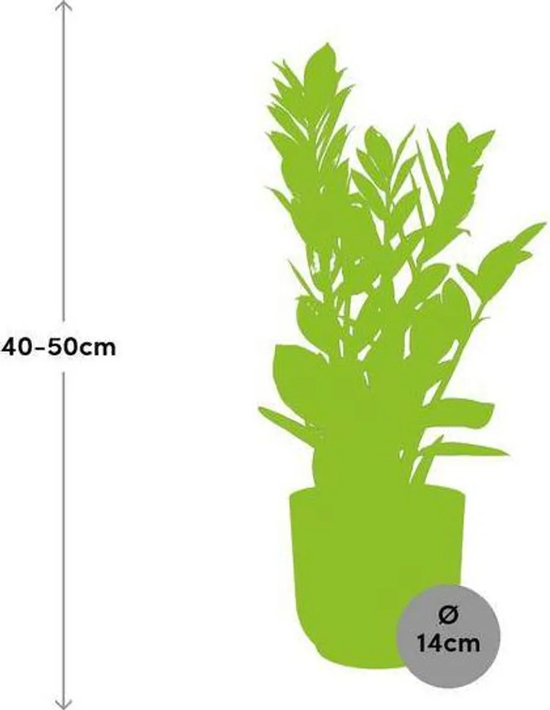 Zamioculcas Plume de bonheur 50 cm - La plante qui survit sans lumière