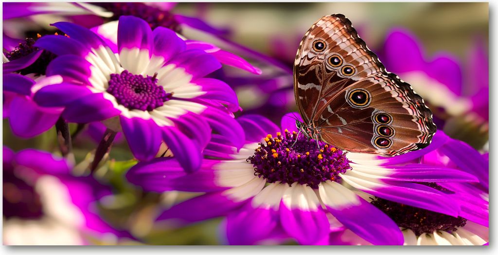 Tulup Leinwandbild - 120x60 cm - Wandkunst - Drucke auf Leinwand - Leinwanddruck - Blumen & Pflanzen - Rosa - Schmetterling Blume