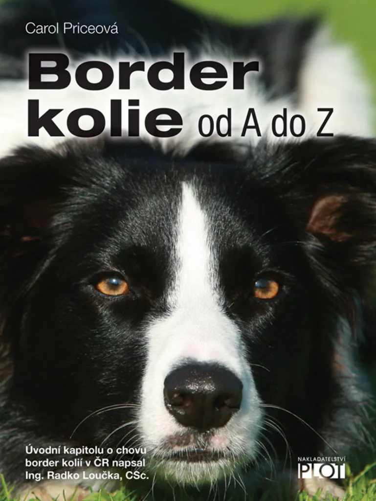 Guide Border Collie de A à Z : Tout savoir sur le comportement et santé