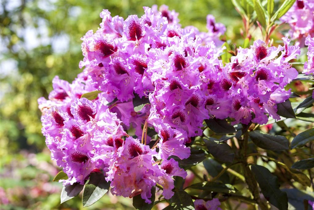 Rhododendron Hybr. 'Kabarett', Rhododendron, zweifarbig, 50–60 cm