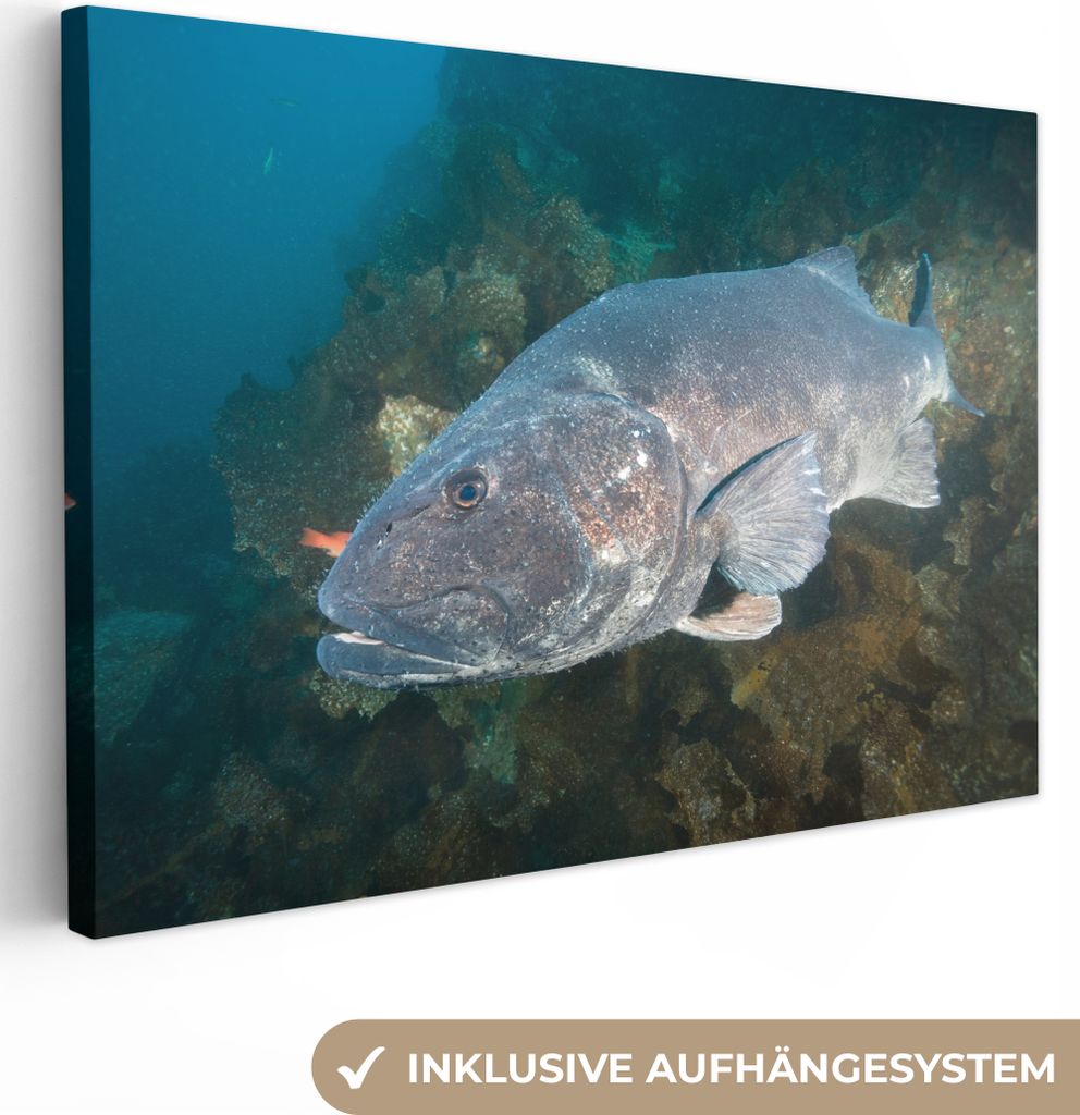 OneMillionCanvasses - Leinwandbilder - 140x90 cm, Ein großer Wolfsbarsch, Wandbilder Kunstdruck Wanddekoration - Foto auf Leinwand - Gemälde au...