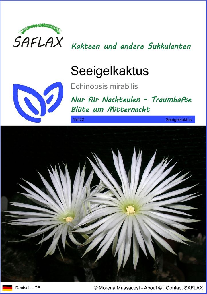 SAFLAX - Seeigelkaktus - Echinopsis mirabilis - 40 Samen Produktbild 