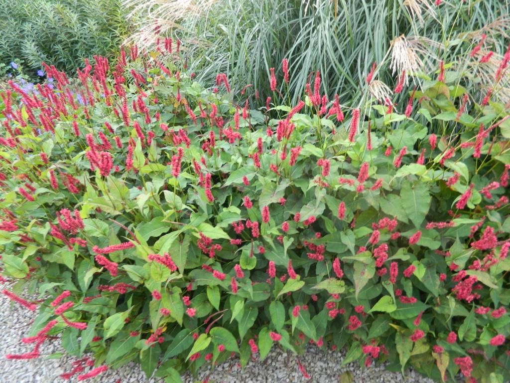 6 x Persicaria amplexicaulis ‘Lisan’ - Kerzen-Knöterich - Topf 9x9 cm