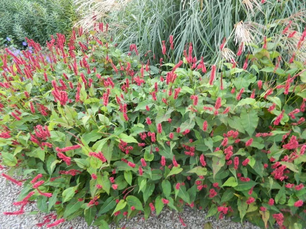 Plante vivace Persicaria amplexicaulis Lisan - Lot de 6 godets 9cm