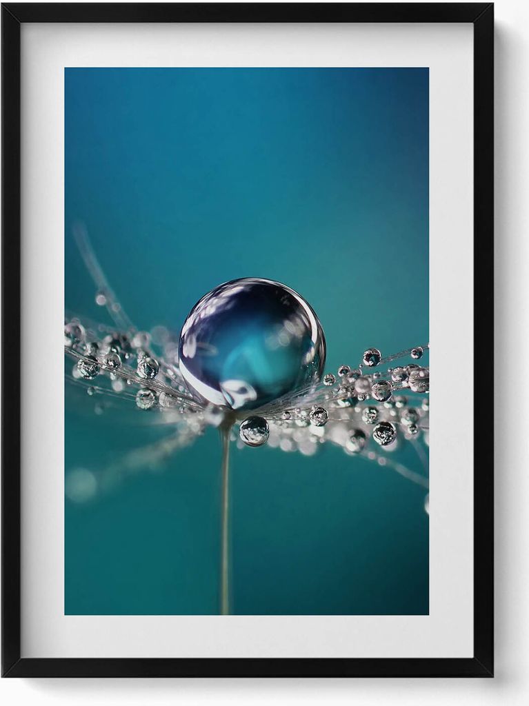 Ein Tautropfen auf einer Schmeißfliege– Wandbild mit Rahmen – Gerahmtes Bild – Wanddekoration – 50x70 cm – Schwarz Rahmen