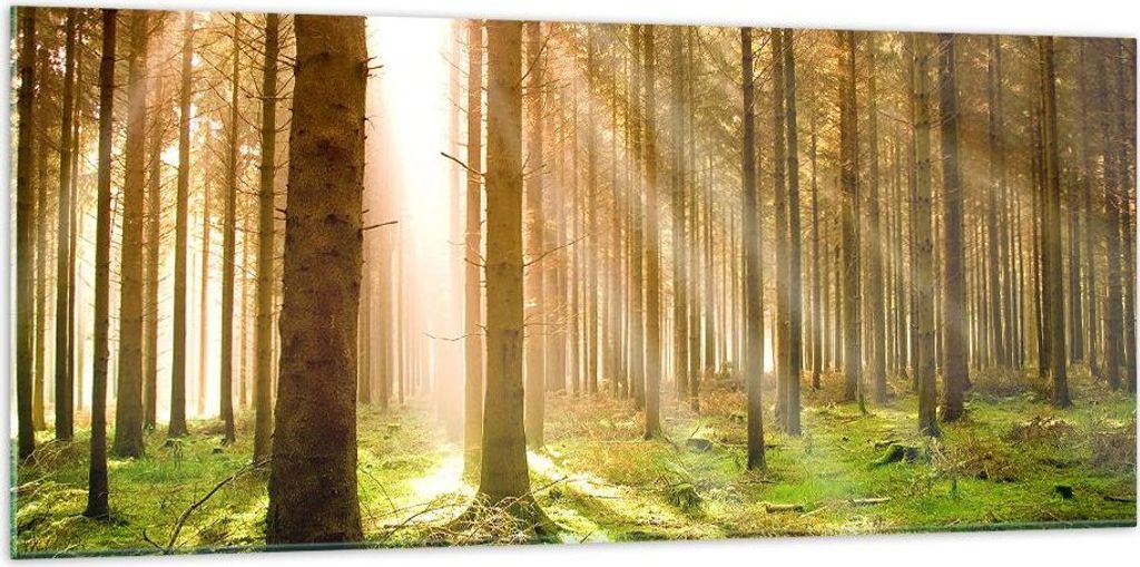 Bilder auf glas - Bäume Sonne Natur - 120x50cm - Glasbilder - Wandbilder - Kunstdruck - zum Aufhängen bereit - Wanddekoration aus Glas - Glas Bil...