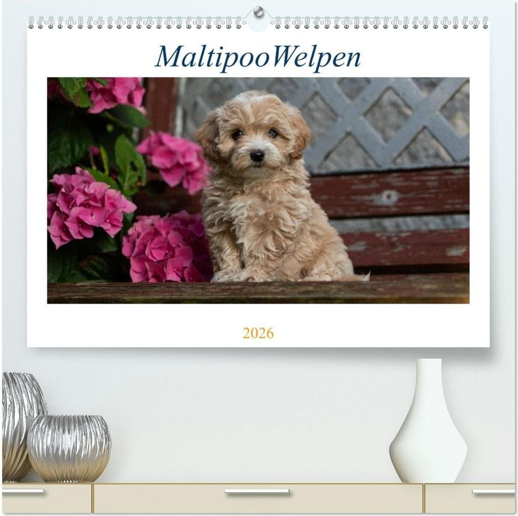 Maltipoo Welpen (hochwertiger Premium Wandkalender 2026 DIN A2 quer), Kunstdruck in Hochglanz