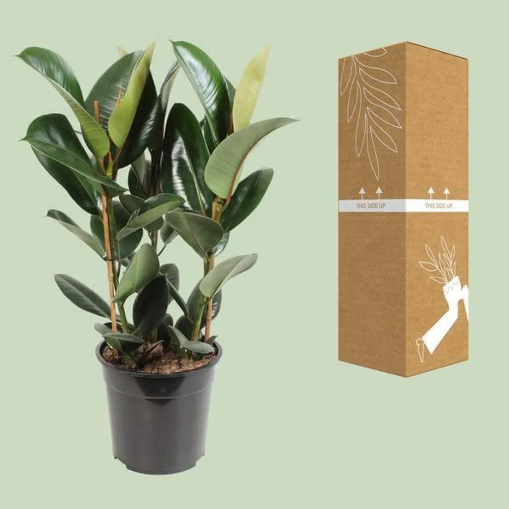 Ficus Robusta facile d'entretien | Plante verte d'intérieur robuste