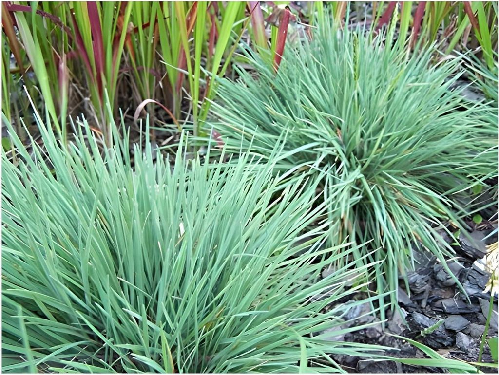 Stauden Gänge 10 x Koeleria glauca im 1 Liter Topf - Blaues Schillergras - Zarte Halme in kühlem Blau für moderne Gärten - Immergrün / Bodende...