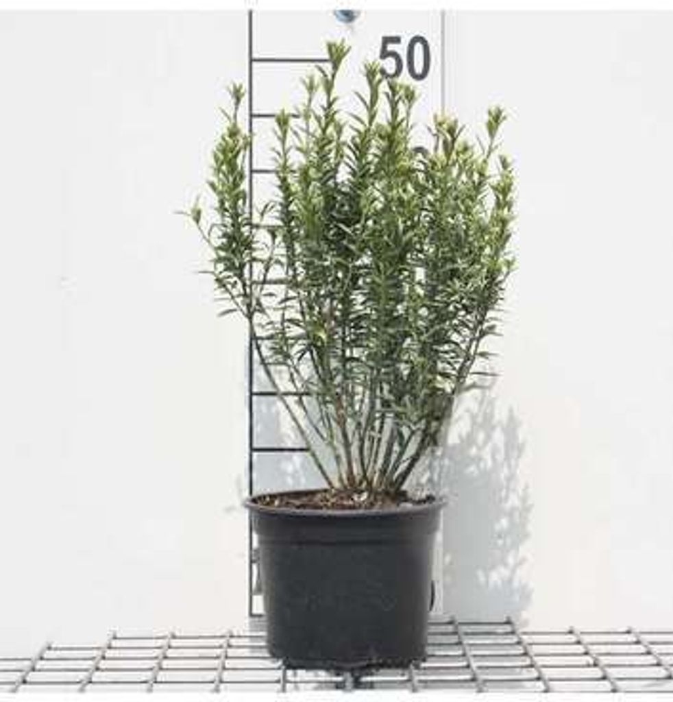 Euonymus jap. 'Micr. Albovariegatus' ( 'e. king') - Korkflügelstrauch 20- 30 cm Container