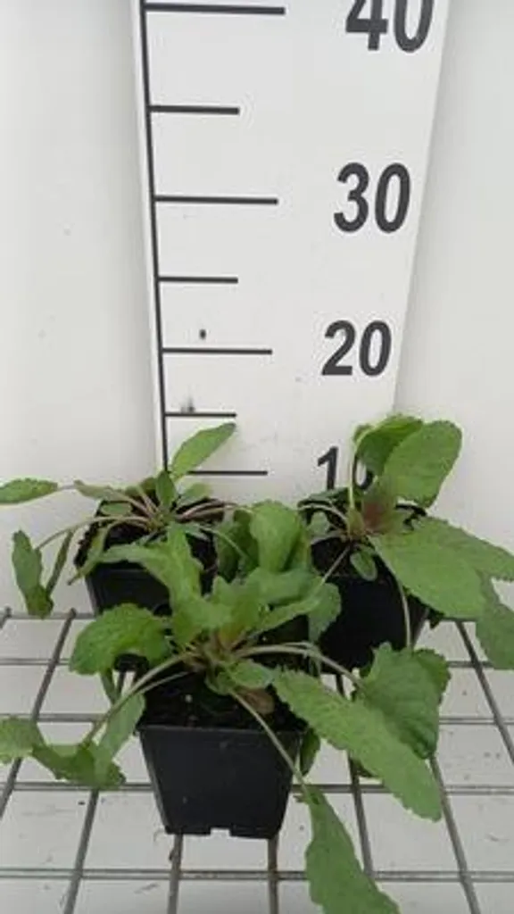 Salvia Twilight Serenade bleue - 6 fleurs vivaces rustiques pot 9 cm