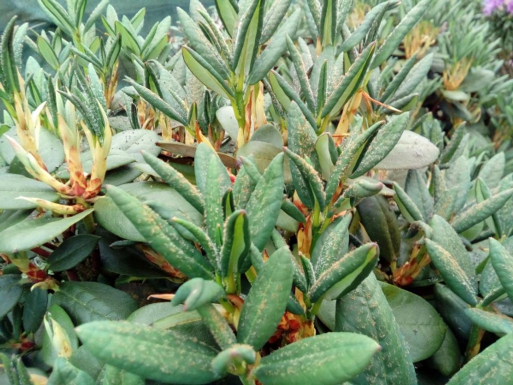 Rhododendron campanulatum ssp. aeruginosum - Wild Rhododendron 30-40cm