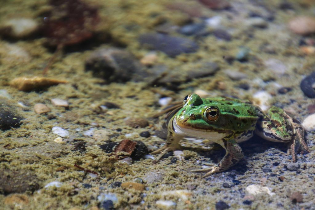 hansepuzzle 11877 - Frosch im See Puzzle, 2000 Teile, Tierwelt, 90,0 x 60,0cm mit hochwertiger Aufbewahrung, Kartonbox & Beutel