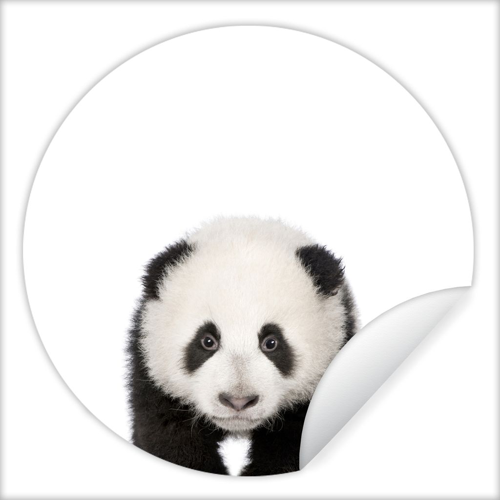 MuchoWow Runde Wandtattoo - Wandsticker Tapete Aufkleber Tiere - Kinder - Panda - Mädchen - Jungen Ø 100 cm Selbstklebend und Repositionierbar ...