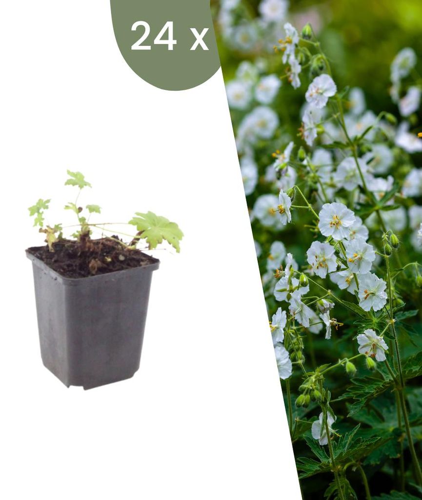 Plants by Frank | 24 Balkan-Storchschnabel 'White Ness' Produktbild 