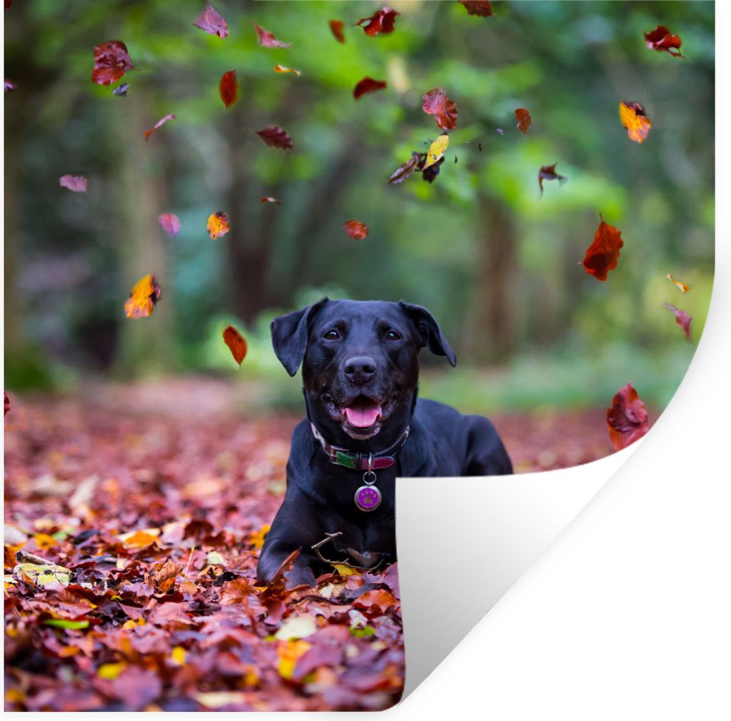 MuchoWow Wandtattoo Wandsticker Wandaufkleber Schwarzer Labrador Retriever inmitten schöner Herbstblätter liegend 50x50 cm Selbstklebend und Re...