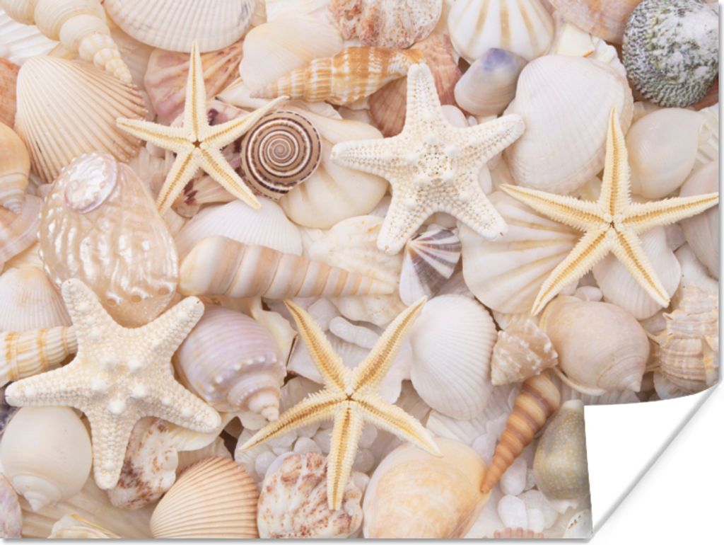 MuchoWow Poster Seestern - Muscheln - Strand - Sommer 40x30 cm - Plakate für die Wände - Poster Wohnzimmer