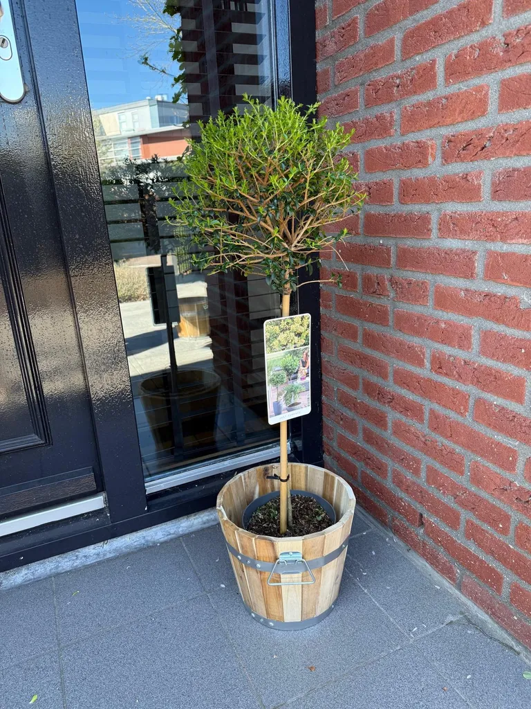 Ligustrum delavayanum sur tige Ø19cm, arbuste persistant de 90cm