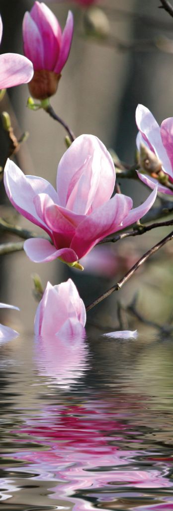Blumen Kunstdruck Bild - Magnolienblüten Spiegeln Sich Im Wasser (91 x 30 cm)