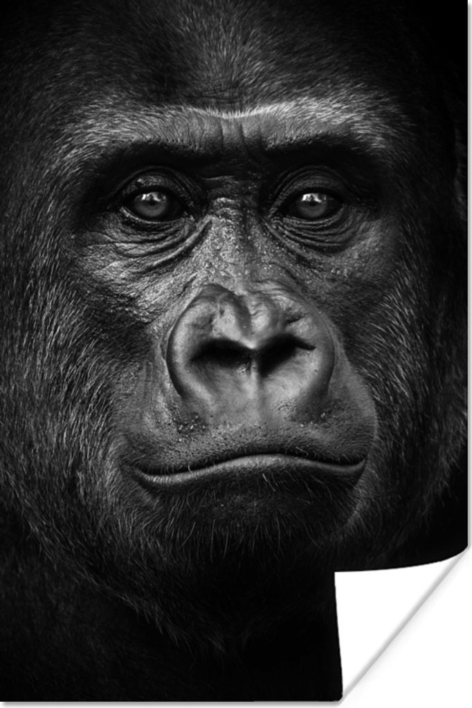 MuchoWow Poster Gorilla - Schwarz - Weiß - Tiere - Porträt 60x90 cm - Wanddekoration