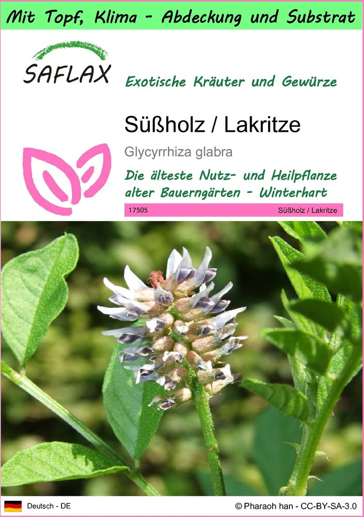 SAFLAX Garden to go - Süßholz / Lakritze - Glycyrrhiza glabra - 30 Samen - Mit Topf, Klima - Deckel und Anzuchtsubstrat