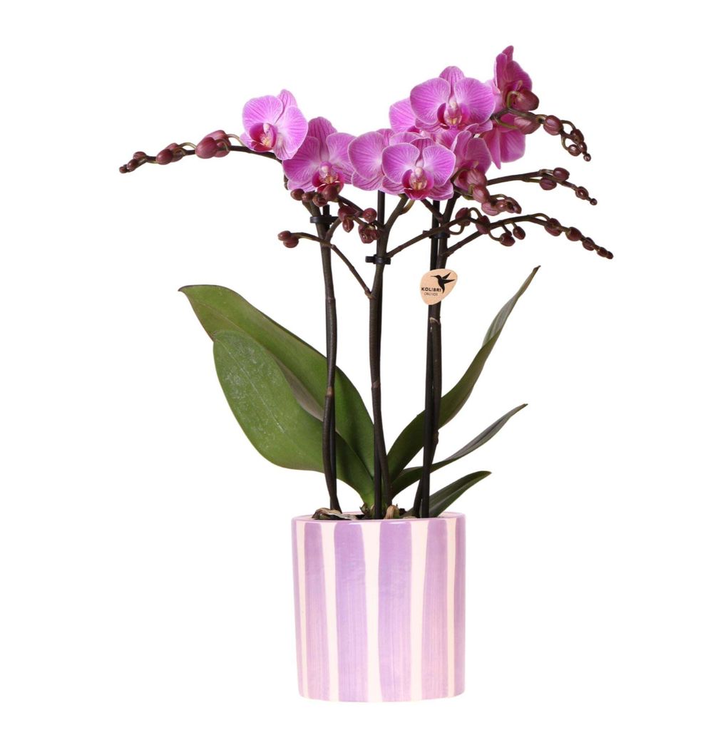 Kolibri Orchids Fialová orchidej Phalaenopsis Vienna + Obrázek produktu 