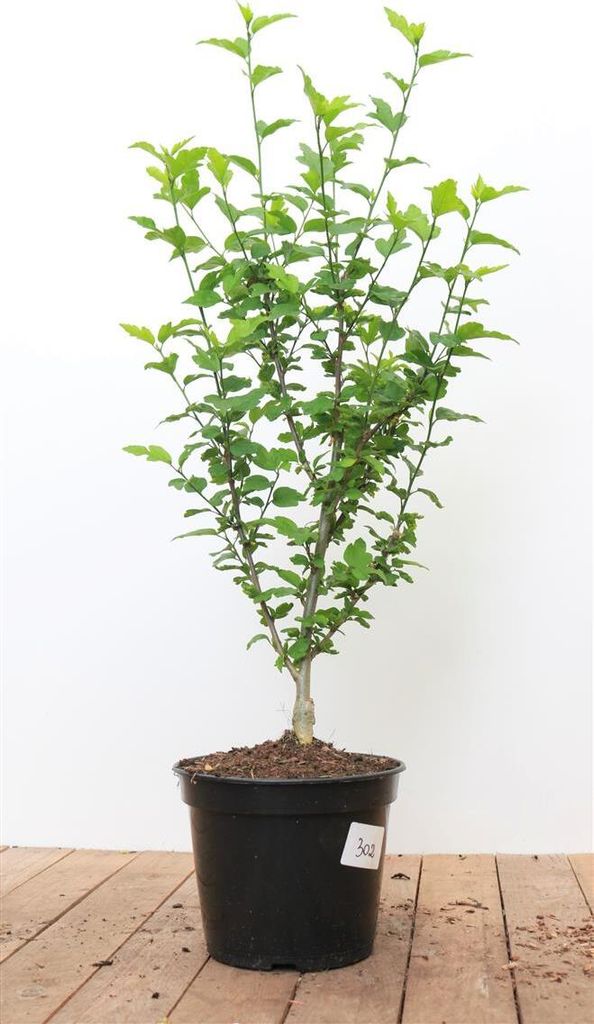 Hibiscus syriacus 'Hamabo', Roseneibisch, rosa Blüten, Produktbild 