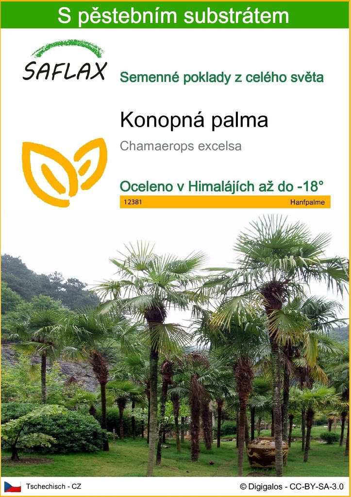 SAFLAX - konopná palma - Chamaerops excelsa - 10 Semena - S Obrázek produktu 