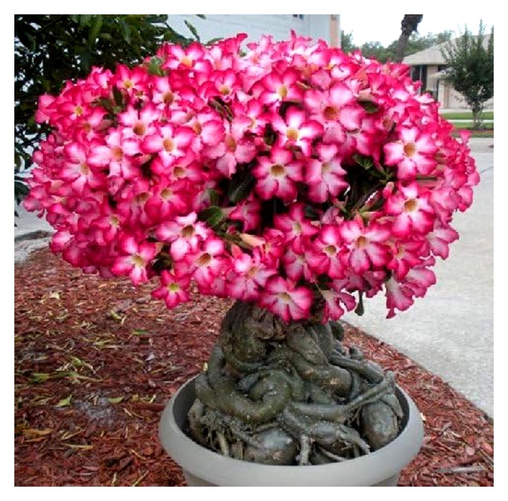 Wüstenrose, Adenium obesum, 10 frische Samen, MIX aus den besten Sorten und Farben