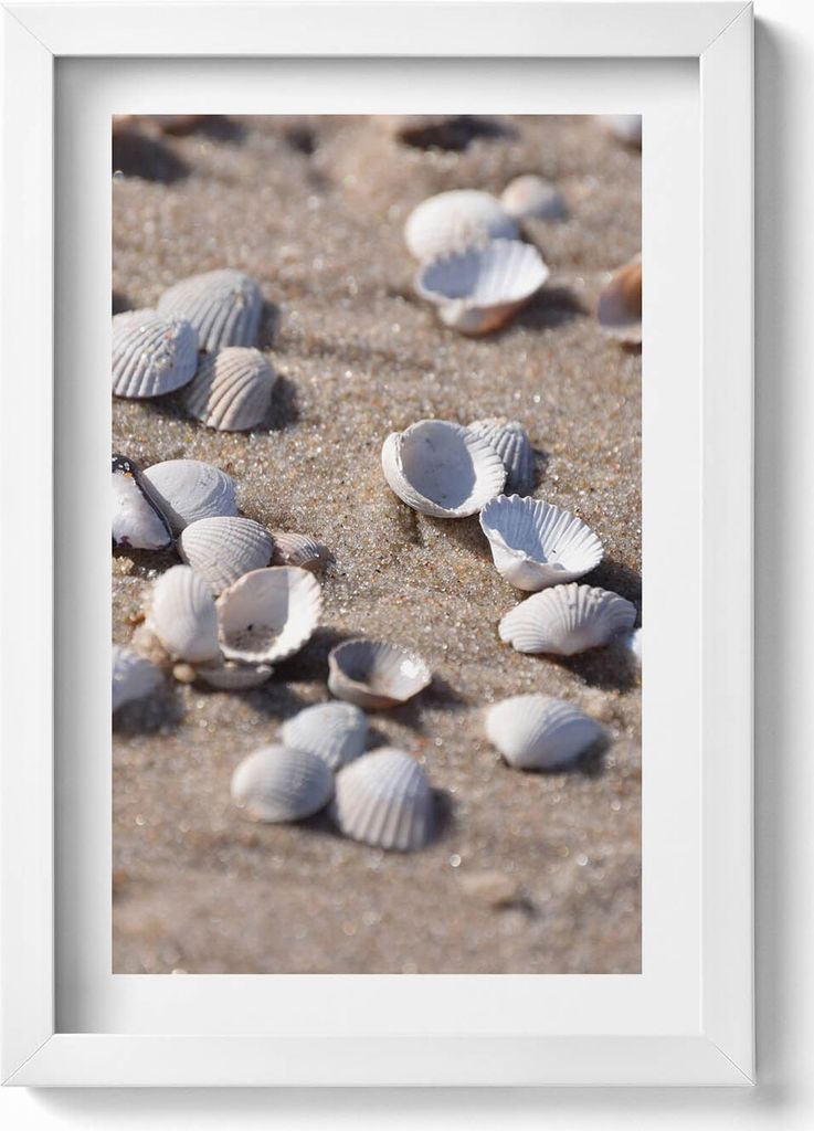 Muscheln am Strand– Wandbild mit Rahmen – Gerahmtes Bild – Wanddekoration – 20x30 cm – Weiß