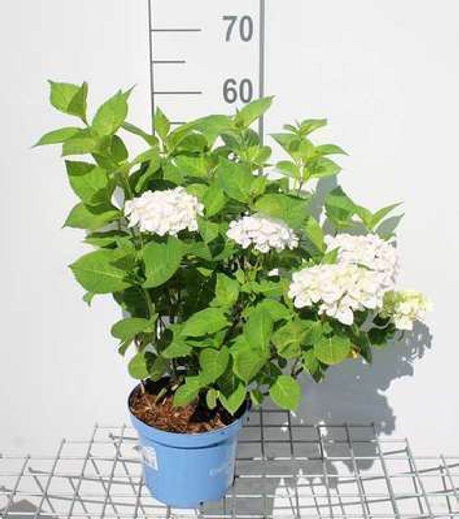 Hydrangea macr. 'Endless Summer The Bride'® - Hortensja w Zdjęcie produktu 