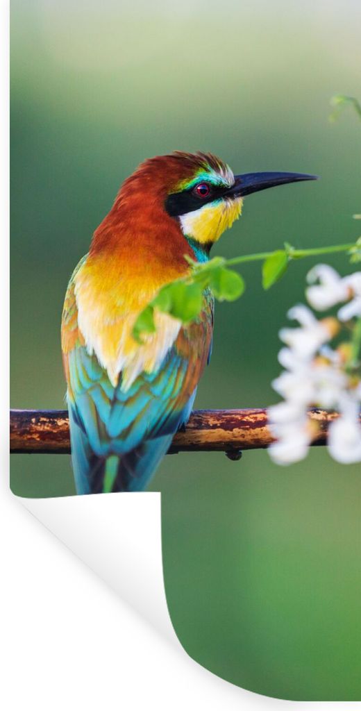MuchoWow Wandtattoo Wandsticker Wandaufkleber Vogel - Bienenfresser - Blumen 80x160 cm Selbstklebend und Repositionierbar - Sticker - Dekorfolie