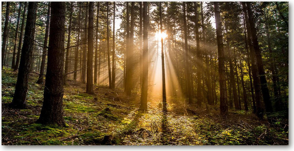 Tulup Leinwandbild - 140x70 cm - Wandkunst - Drucke auf Leinwand - Leinwanddruck - Blumen & Pflanzen - Braun - Sonnenlicht