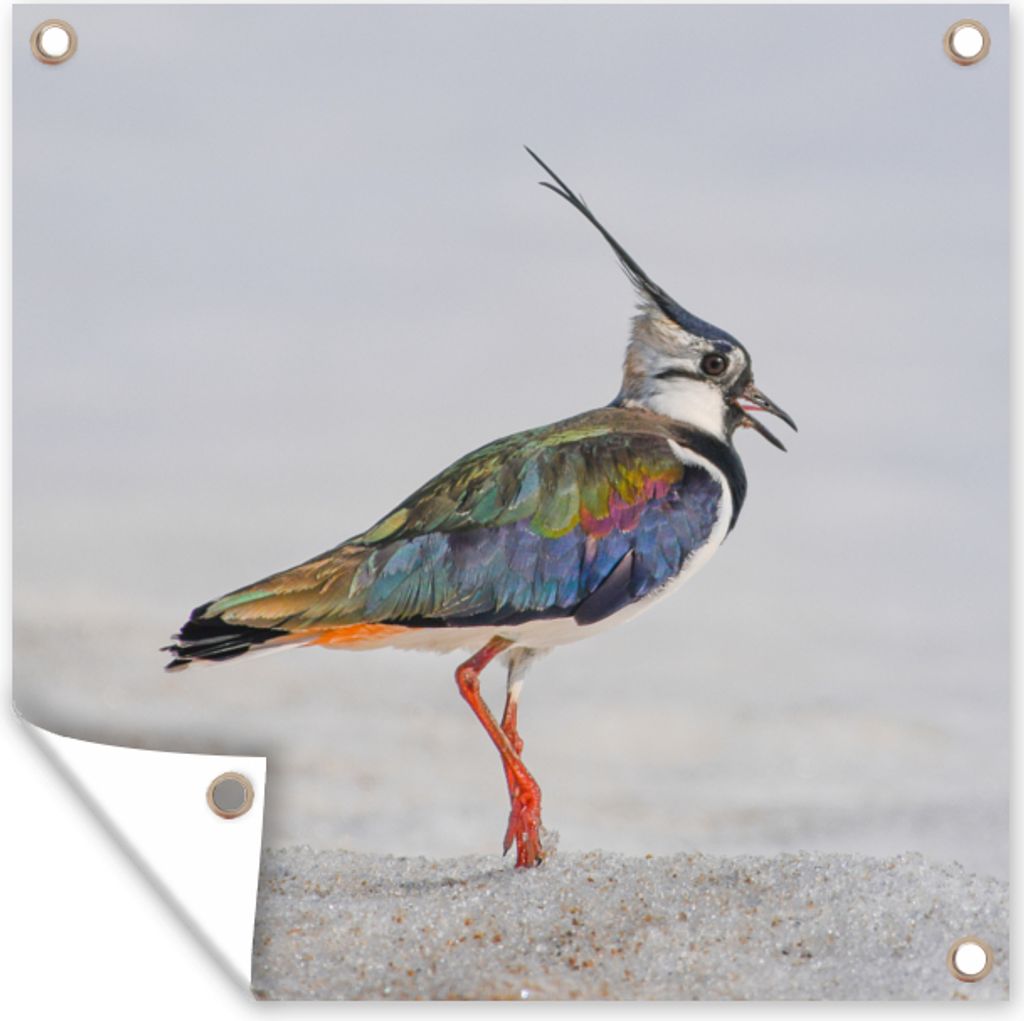 MuchoWow 100x100 cm Outdoor-Poster Gartendeko Sichtschutz Garten Poster für den Garten Vogel - Tiere - Sand - Kiebitz