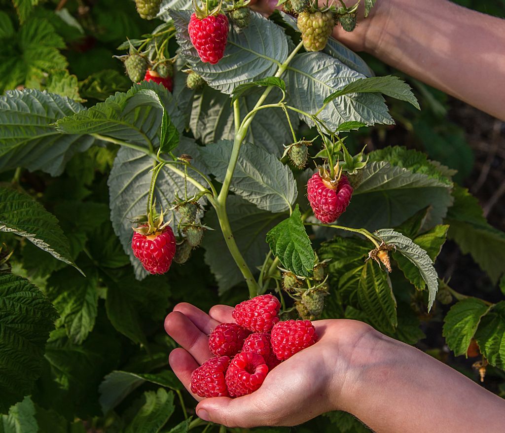 Dehner Bio Himbeere Sugana Twotimer , Selbstbefruchter-Sorte, süsse aromatische rote Früchte, 30-50 cm exkl. Pflanztopf, Beerenstrauch