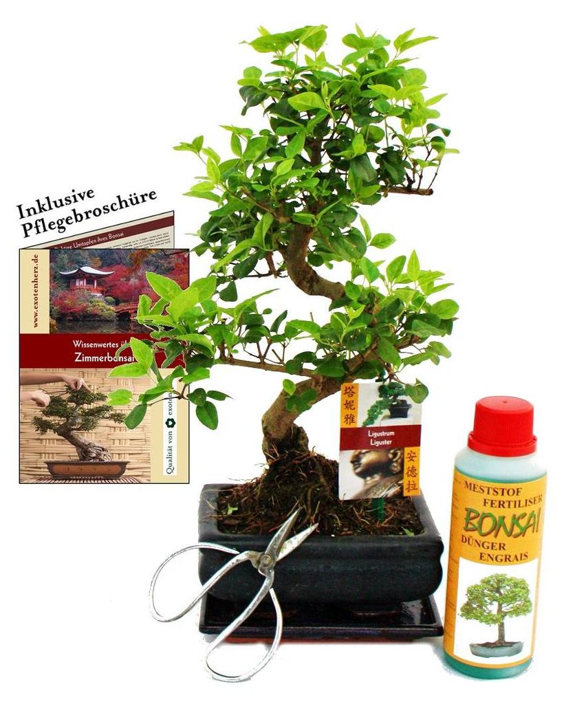 Bonsai-Set „Ligustrum“ – Chinesischer Liguster – ca. 6 Jahre alt – Einsteigerset