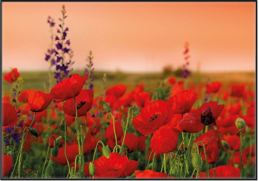 Wallario Wandbild Mohnblumen auf dem Feld, Größe: 70,30 x 100,30 cm, Poster mit schwarzem Aluminiumrahmen