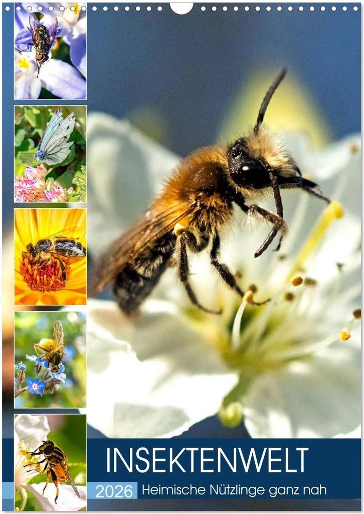 INSEKTENWELT - Heimische Nützlinge ganz nah (Wandkalender 2026 DIN A3 hoch), CALVENDO Monatskalender