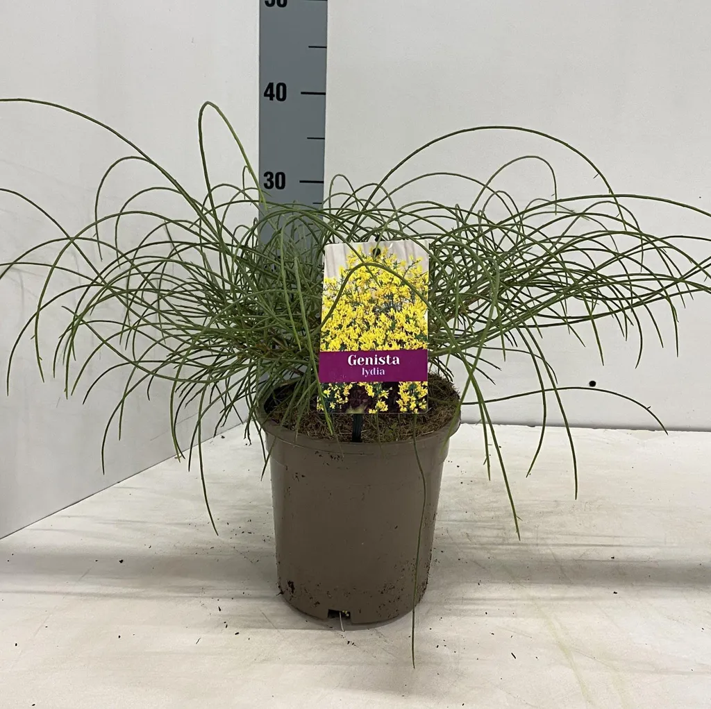 Genêt des rochers Genista lydia : Arbuste couvre-sol jaune en pot